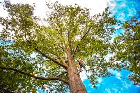 Reliable Southern Shops, SC Tree Care Solutions