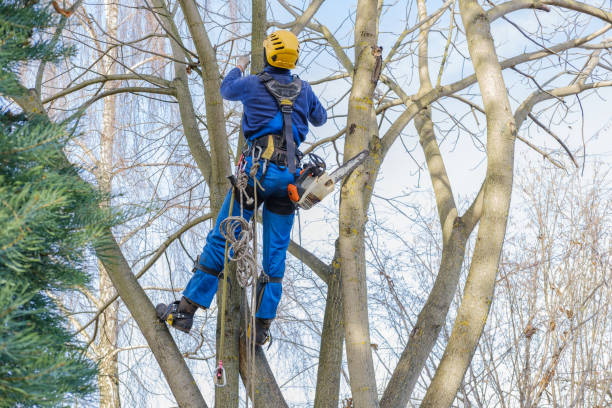 Best Tree Disease Treatment  in Southern Shops, SC