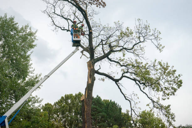 Best Hazardous Tree Removal  in Southern Shops, SC