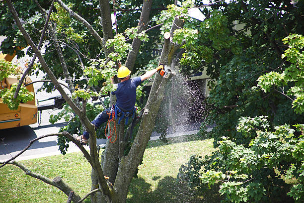 How Our Tree Care Process Works  in  Southern Shops, SC