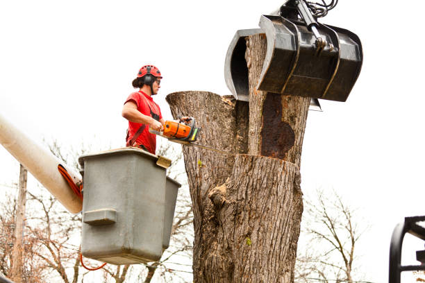 Best Root Management and Removal  in Southern Shops, SC